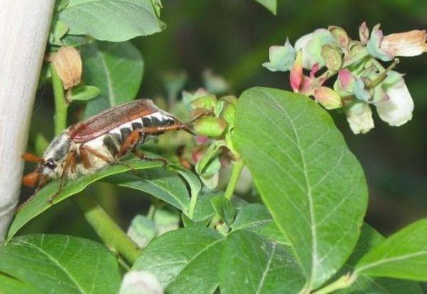 แมลงที่เป็นอันตราย