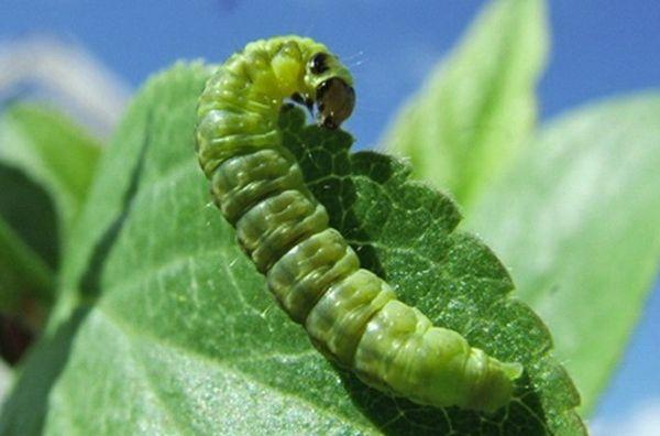 ผีเสื้อกลางคืนบลูเบอร์รี่