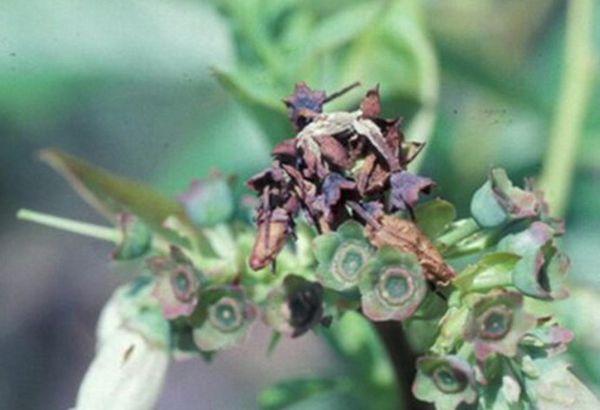 บลูเบอร์รี่โฟโมปซิส