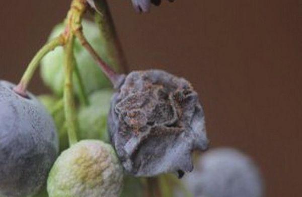 ผลเบอร์รี่เสีย