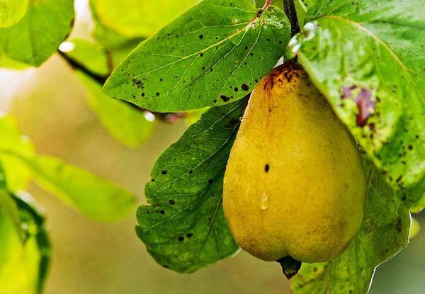 โมเสกลูกแพร์