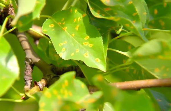 สนิมบนใบ