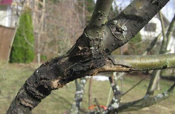 กุ้งแม่น้ำดำ