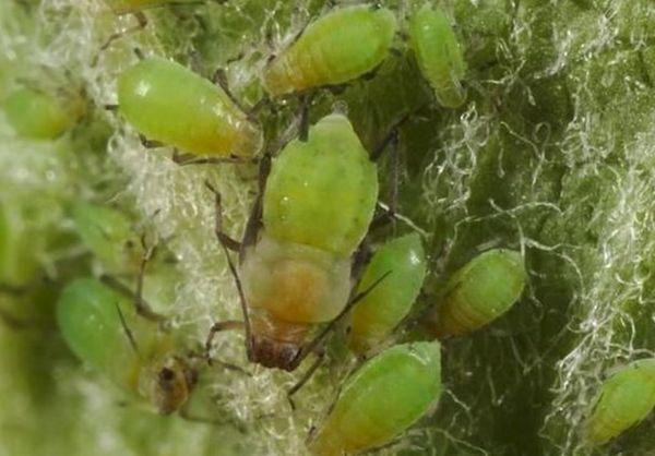 ลูกแพร์ดูด