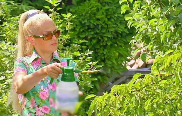 การดูแลต้นแพร์