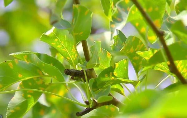 โรคติดเชื้อ