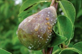 โรคผลเน่าหรือโรคโมนิลิโอซิส