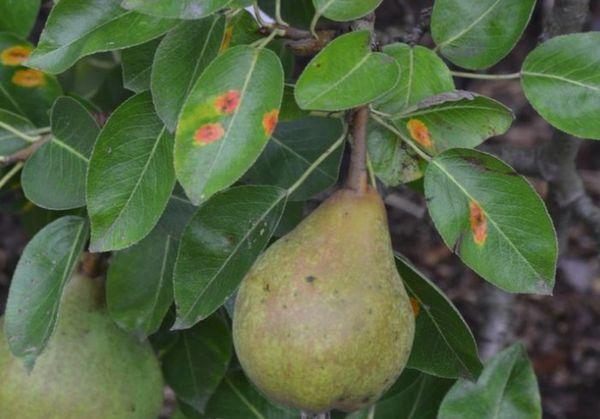 ความเงางามดุจน้ำนม