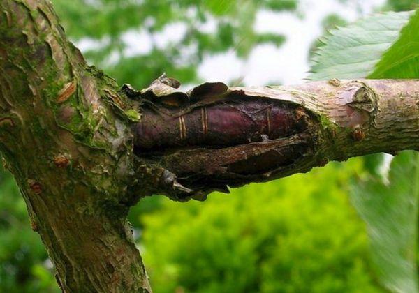 โรคของเปลือกไม้