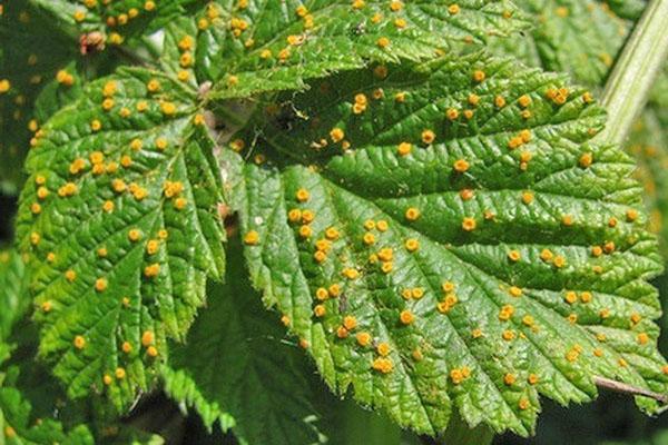 โรคราสเบอร์รี่