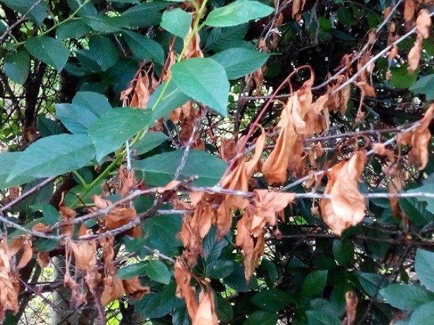 โรคเชอร์รี่โมนิลิโอซิส