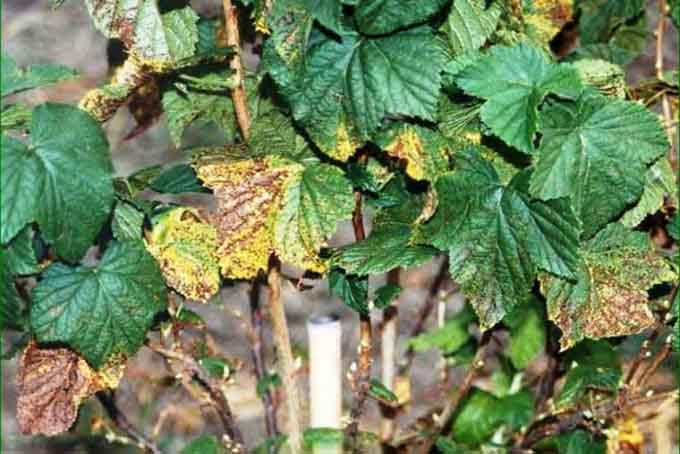 เนื้อตายบริเวณขอบใบ