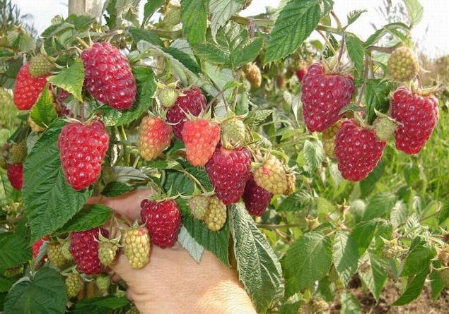 ราสเบอร์รี่เพชร