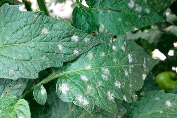 โรคราแป้ง