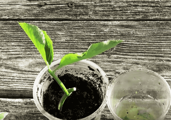 กิ่งพันธุ์เอลเดอร์เบอร์รี่