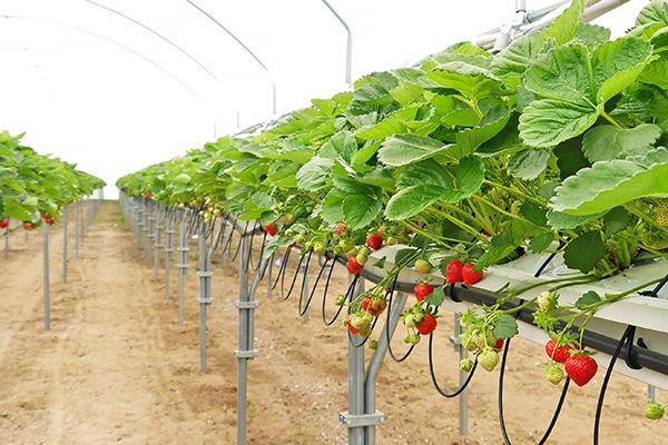 fraises dans une serre