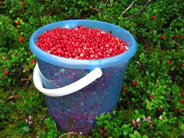 ถังลิงกอนเบอร์รี่