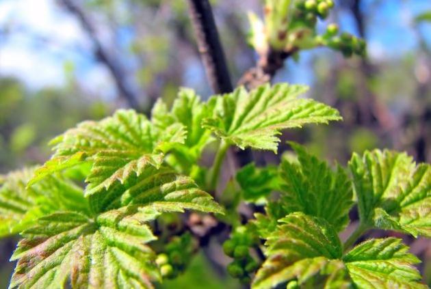 โรคลูกเกด