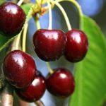 เชอร์รี่