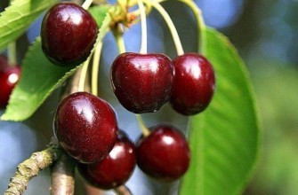 เชอร์รี่