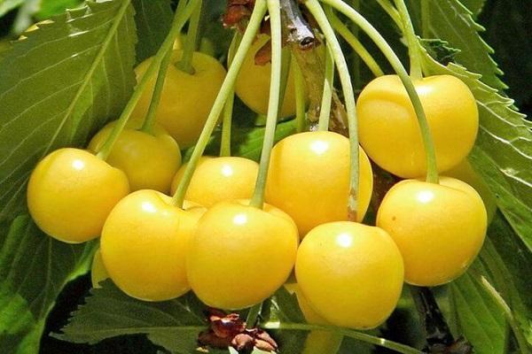 เชอร์รี่สีเหลือง