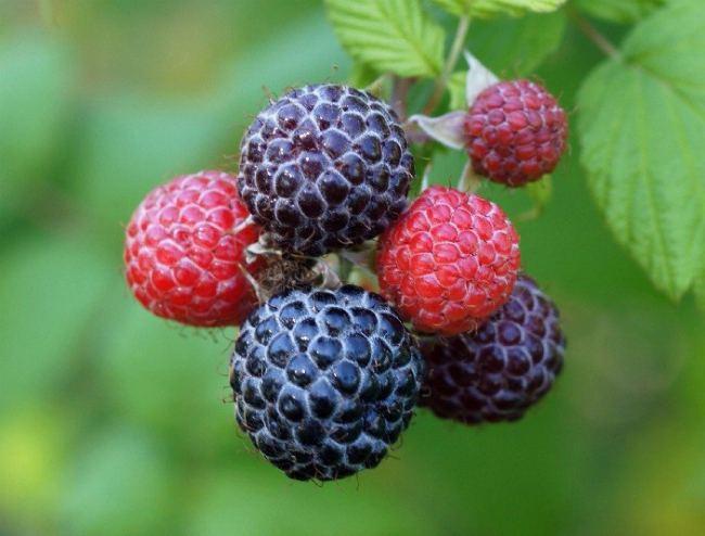 un brin de framboisier