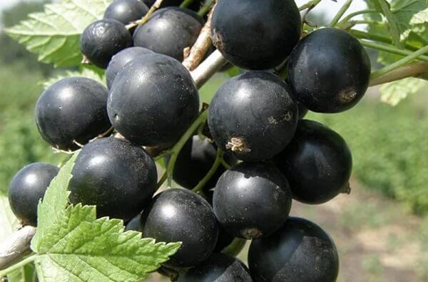 พันธุ์กัลลิเวอร์