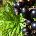 ลูกเกดดำ