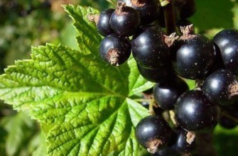 ลูกเกดดำ