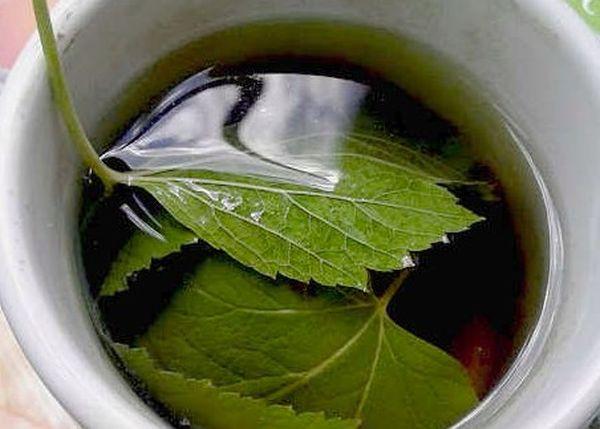 teinture de feuilles