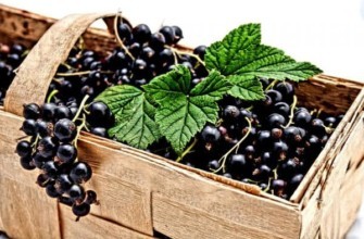 ลูกเกดในกล่อง