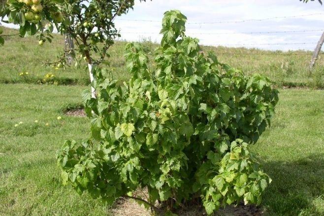 ต้นลูกเกด