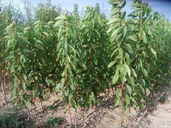 ต้นกล้าเชอร์รี่