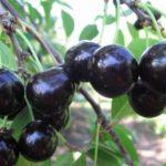 โช๊คเบอร์รี่