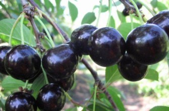 โช๊คเบอร์รี่