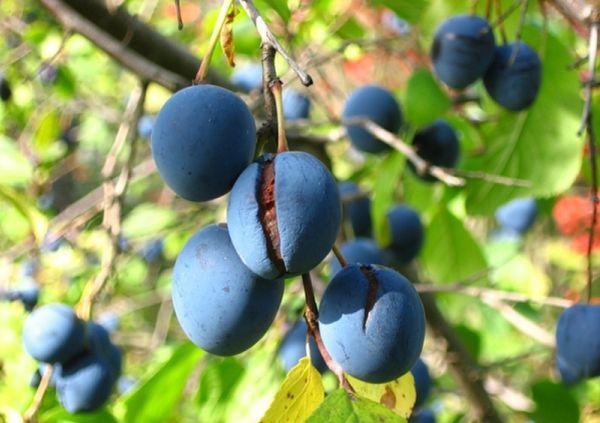 ศัตรูพืชพลัม