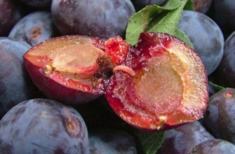 หนอนในลูกพลัม