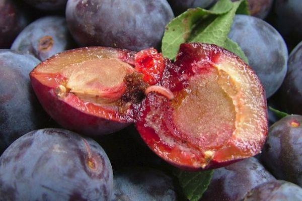 หนอนในลูกพลัม