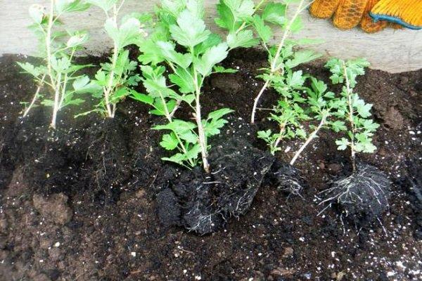 การขยายพันธุ์มะยม