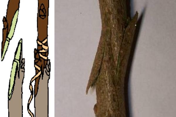 การต่อกิ่งด้านหลังเปลือกไม้