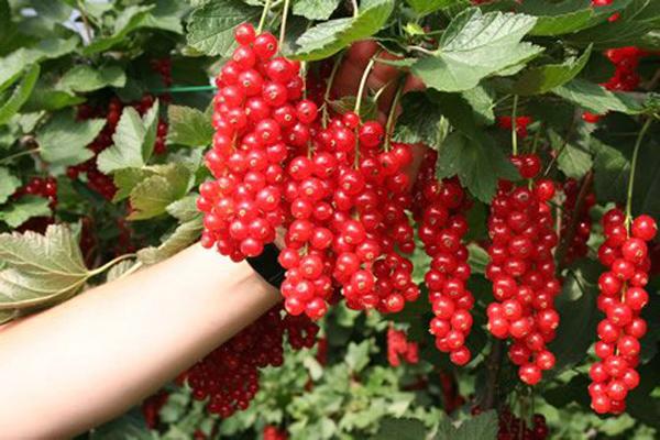 ลูกเกดน้ำตาล