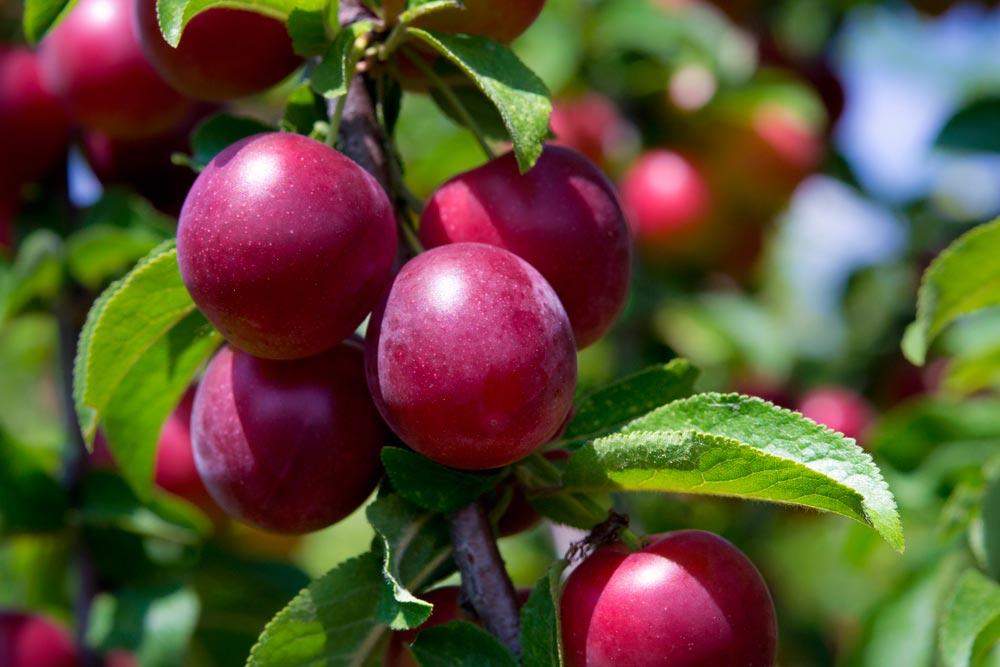 สีแดงสุกเร็ว