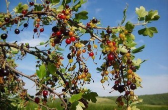 ลูกเกดป่า