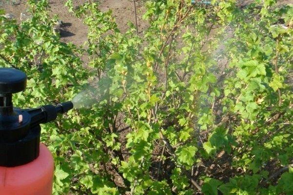 การควบคุมเพลี้ยอ่อน