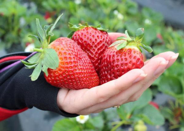 SRT ซานแอนเดรียส