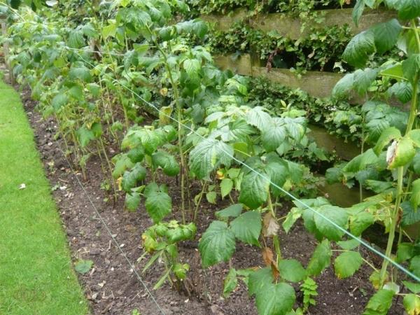 ต้นราสเบอร์รี่