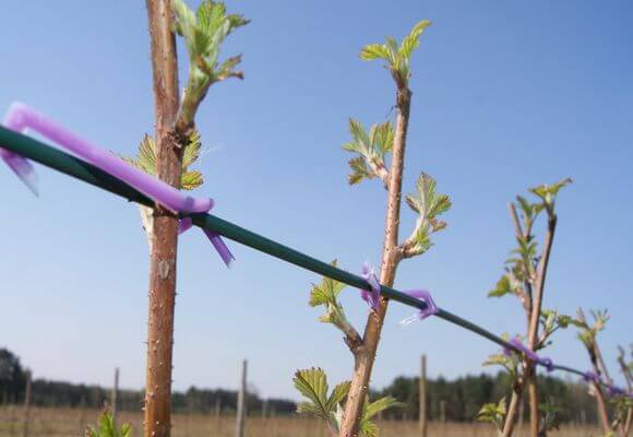 ราสเบอร์รี่การ์เตอร์