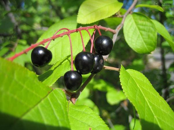 cerisier des oiseaux et cerisier