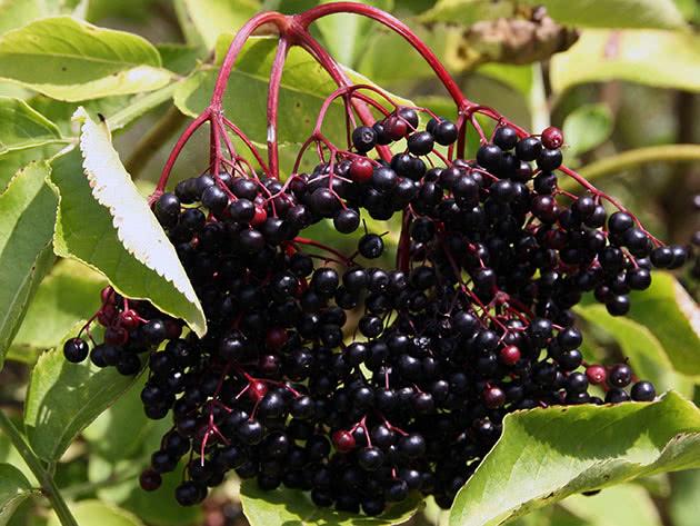 พวงเอลเดอร์เบอร์รี่