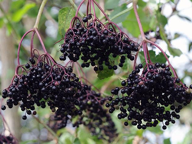 เอลเดอร์เบอร์รี่สีดำ